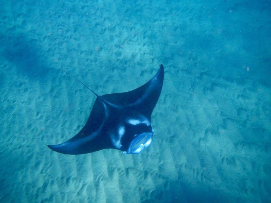 There is currently not an emoji for manta rays, so we are going to do our best to improvise: 🌊😮 🌊 

#beach #vacay #wanderlust #beautifuldestinations #travelgram #hawaii #gohawaii #vacation
