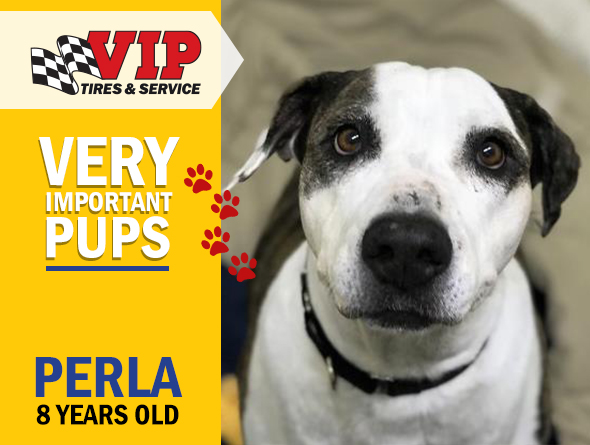 VIPTiresService's tweet photo. Meet Perla, our #VIPPup of February! She's a big girl who has so much love to give! Perla loves going for walks and is also one of the biggest snugglers you'll ever meet. If sweet, snugly and loving is what you are looking for, Perla is your girl. https://t.co/KGOMNNrqVW https://t.co/omtPcJ3eWb