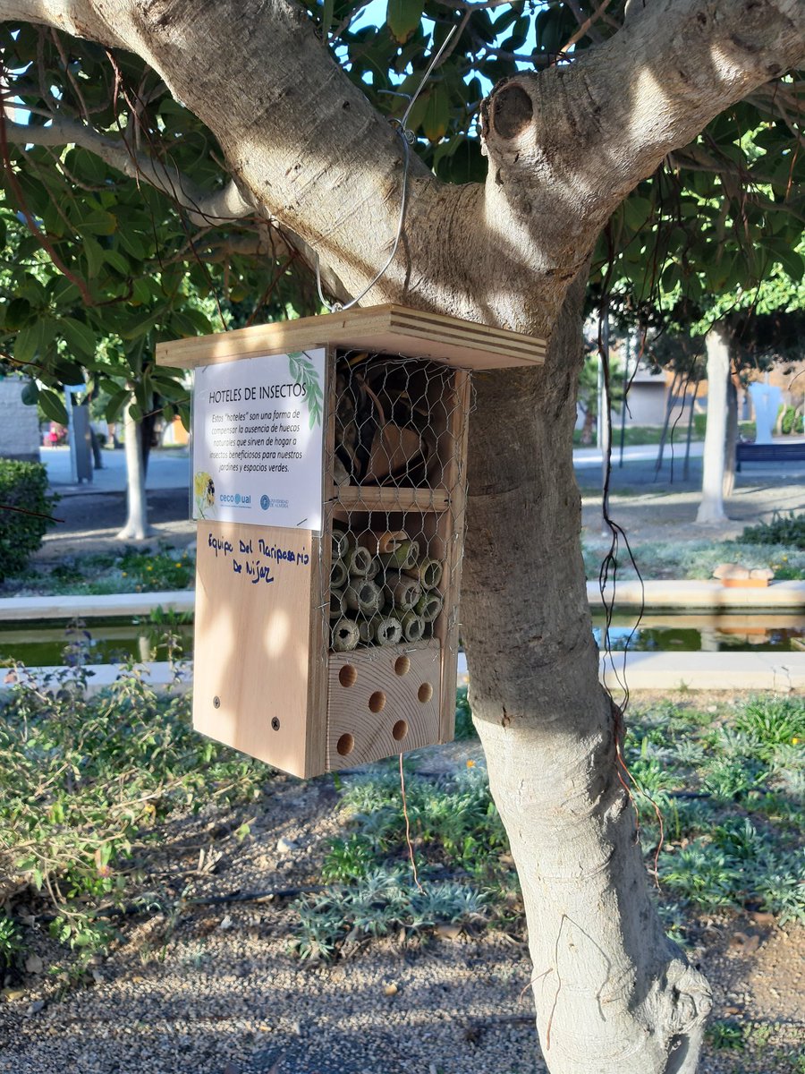 ACAmbientales's tweet photo. Hoy participamos en las I Jornadas de Biodiversidad Urbana promovidas por @ceco_ual para hacer el campus de la Universidad de de Almería mucho más amigable para la #Biodiversidad, fabricando y colocando hoteles de insectos. Gracias a todos los participantes! 🦋🐝🕷️🐞🐜 https://t.co/1Ts6hN6szO