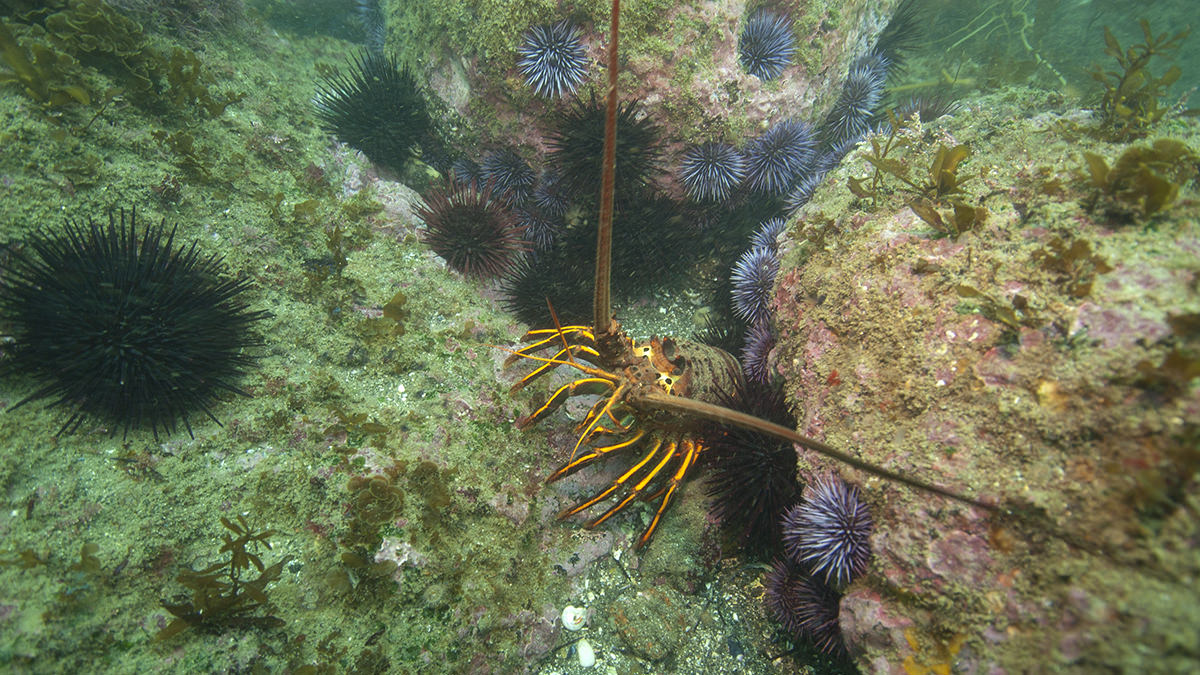 a California spiny lobster on a rocky reef