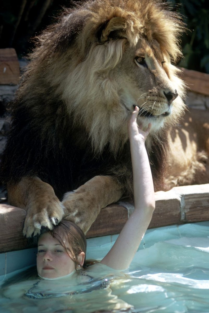 vintagepools's tweet photo. Whoa check it out! A young Melanie Griffith relaxing in the pool with the family pet lion Neil in 1971, imagine having a pet lion swimming around your pool!!

#TBT #VintagePoolsLV https://t.co/TNhK6kvL4g