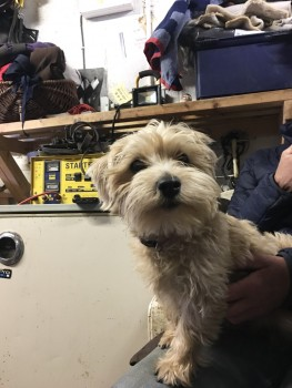 millypod1's tweet photo. HOME SAFE. THANKS FOR RT's πππΎ
4th FEB 2020. #Lost #ScanMe YOUNG Terrier Cross
#Helmdon #Brackley #Northants #Northamptonshire #NN13
https://t.co/purvpUOa8F https://t.co/ZHF9pKZNu6