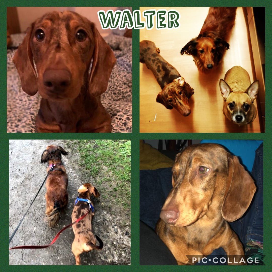 Hello Walter and welcome to our pack!! Walter is the newly adopted Brother of our Special little Sausage Polly. He's a 6 month old Standard Dachshund and hes super cute 😍 #Dachshund #SausageDog