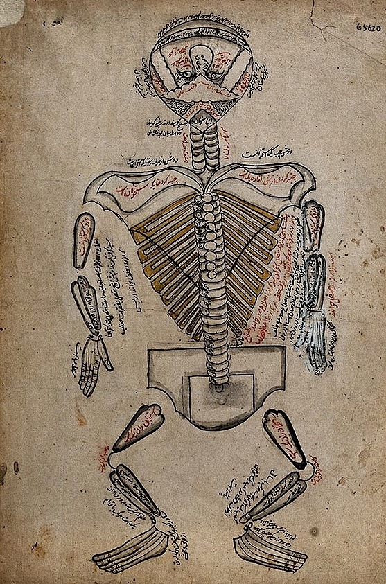 Anatomical illustration showing nerves of the human body, Iran, 19th century. Wellcome Library, London.