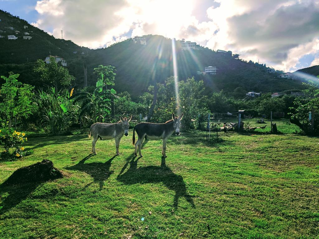 islandtimecat's tweet photo. 💦 Yes, it's true! 
There are some fine asses here in St John! 🌴🐴

#wishyouwerehere #sailislandtime #Caribbean #sailingvacation #charter #stjohnusvi https://t.co/JxNH17uzeX