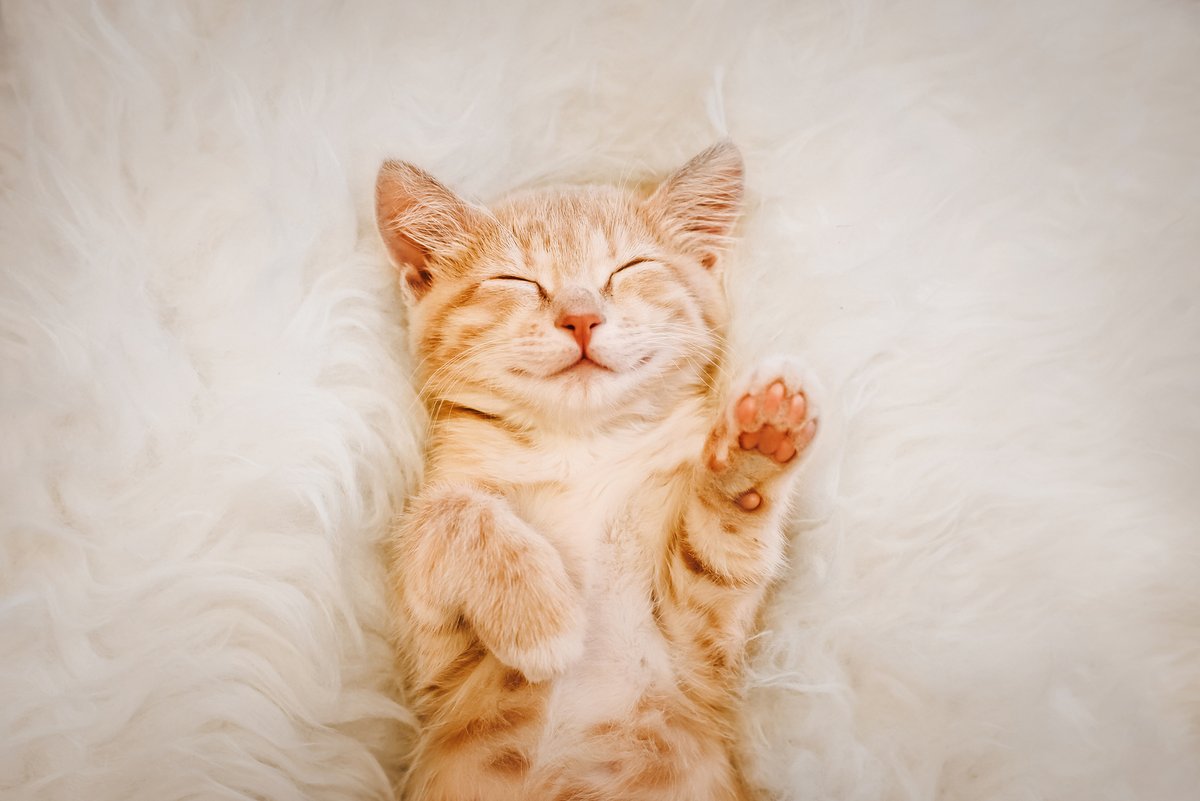 Have a loyal fuzzy friend? They're just as welcome here as you are! We love being pet friendly. bit.ly/2YcxE8I