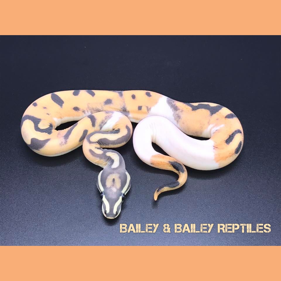 LivingArtReptil's tweet photo. Nice! :-) Scaleless Pied Ball Python (Python regius). Photo: Bailey & Bailey Reptiles. #snake #reptile #ballpython #pythonregius #royalpython #livingart #scaleless #lareptile #lareptiles #livingartreptile #livingartreptiles #scalelesssnake #scalelessballpython https://t.co/oprrY23U1V