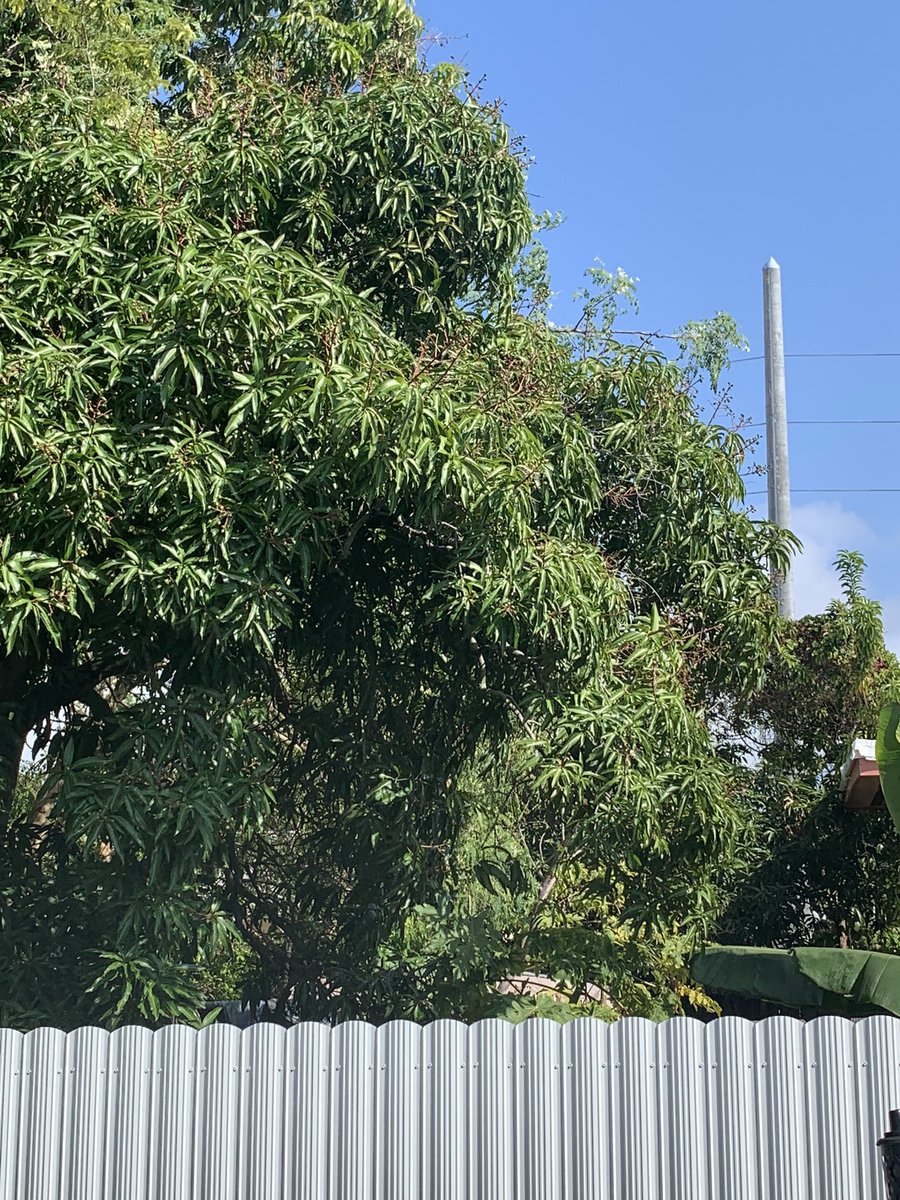 HermidaBetty's tweet photo. Poles and electrical lines being upgraded in Allápattah.  My dog thinks it’s a monster, though. 🤦‍♀️ https://t.co/DuC2wTE6ZM