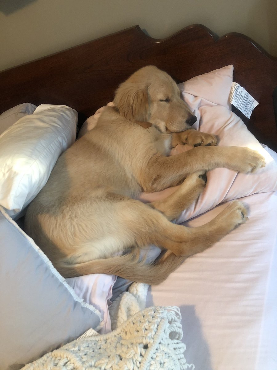 JaylanRoberts8's tweet photo. @cerob2 The sleepiest boy 💤💤 https://t.co/lssaL8du5M