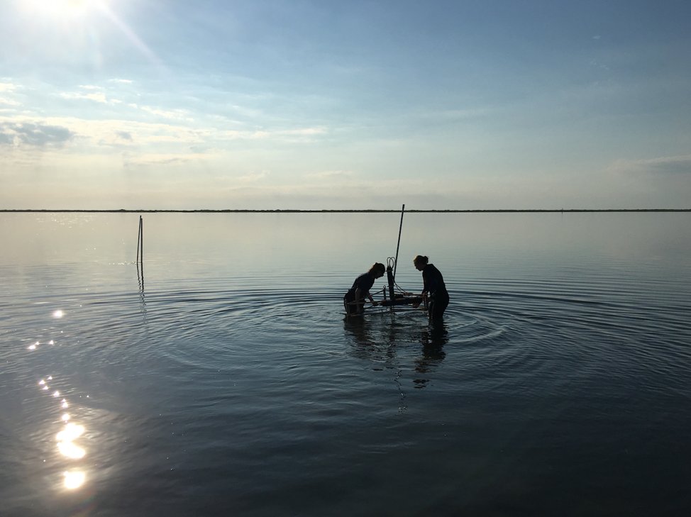 Students conducting research in coastal marsh