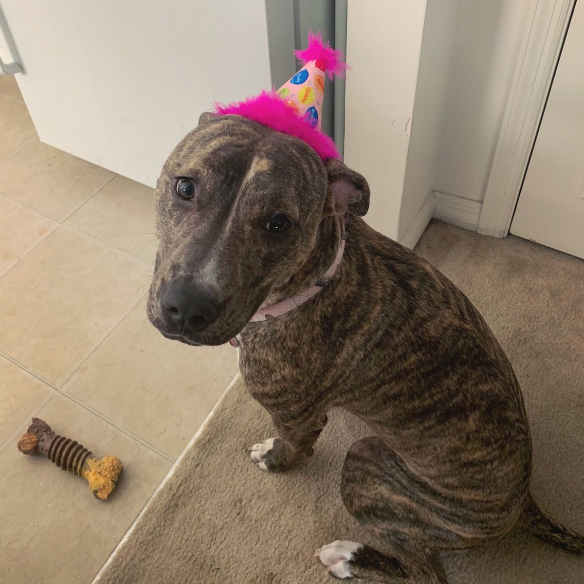 🐾 (@pitbulipics) on Twitter photo 