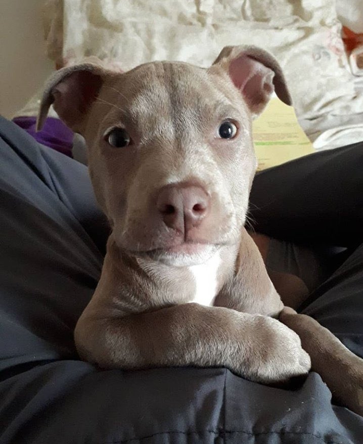 🐾 (@pitbulipics) on Twitter photo 