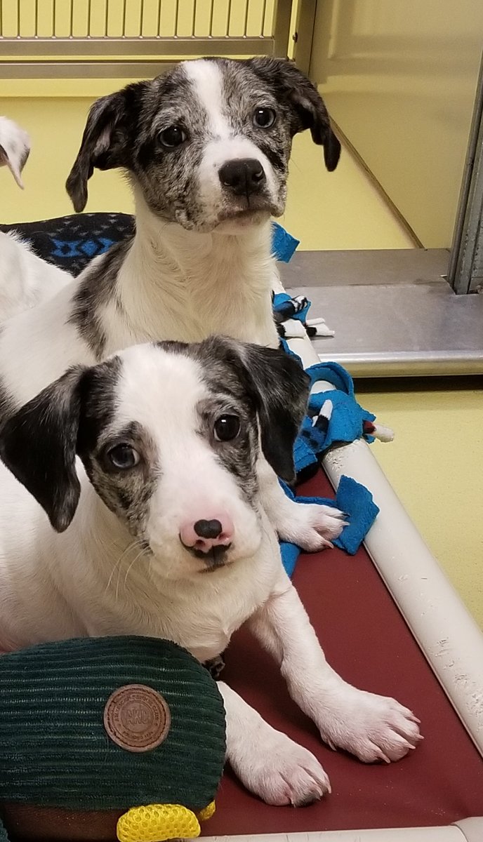 kshumanesociety's tweet photo. Please read. 💔

Donate: https://t.co/dGLLMdegUa

Give us a call if you'd like to place a hold on Anberlin or Ludo today.
Anberlin: https://t.co/FofazvX1gf
Ludo: https://t.co/NWx4wenDKm https://t.co/dKjfLYPxnw