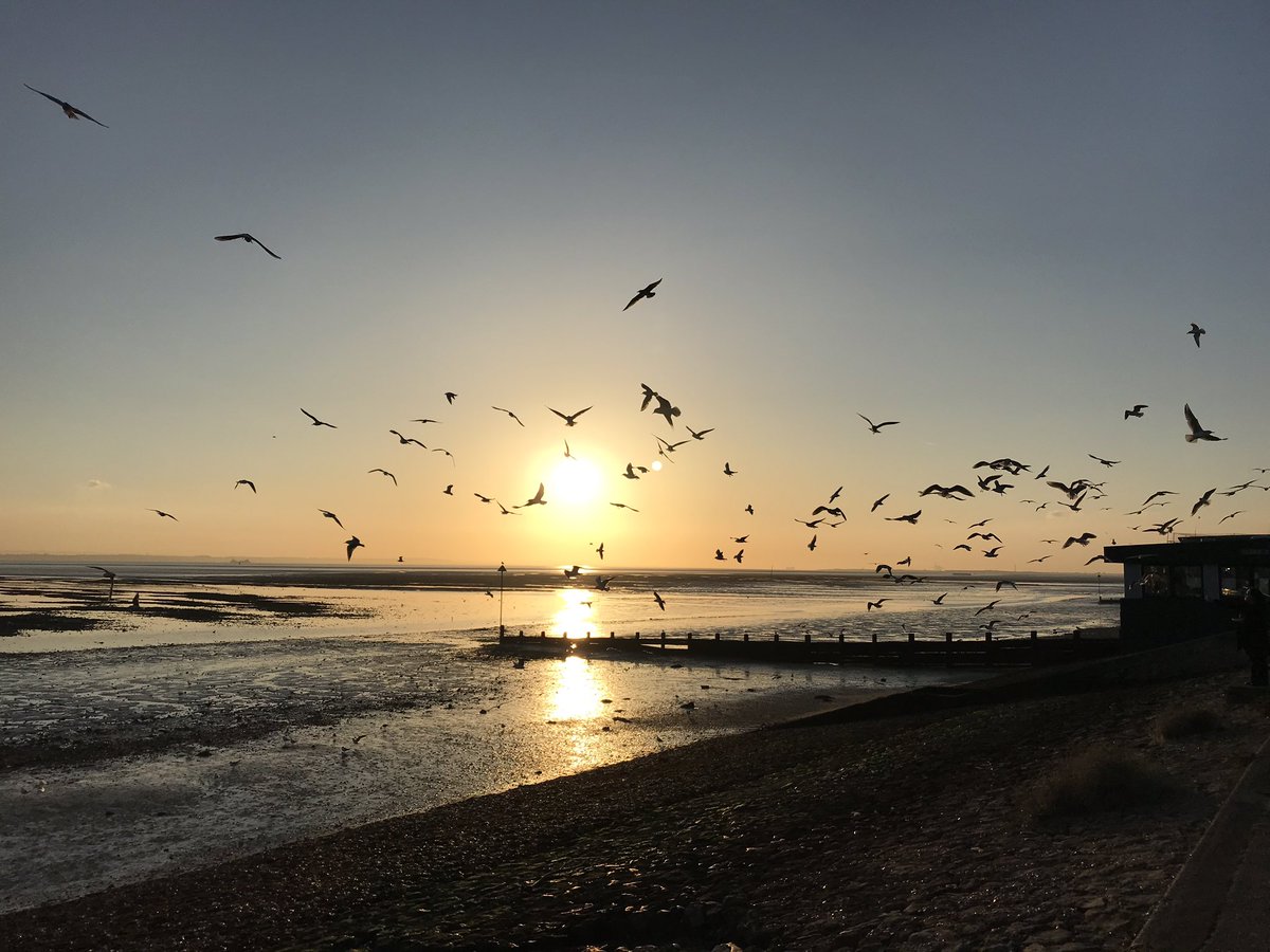 theseaside100's tweet photo. I took this pic on the seafront earlier.. #attackoftheseagulls ! @YourSouthend https://t.co/l4T8tqG5mG