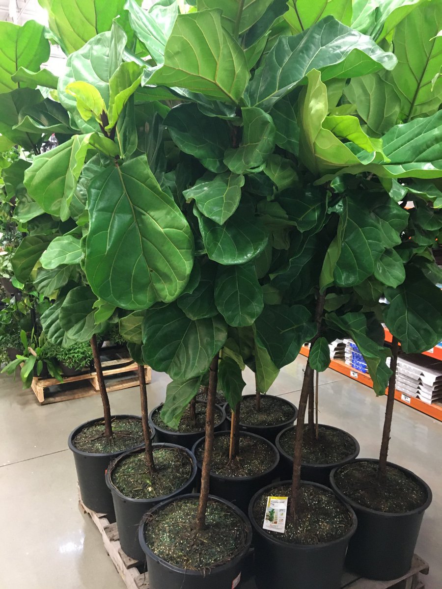 Donna Davis (@ddavis_m) on Twitter photo This tropical train is rollin’! <a href="/RickieBoutwell/">Rickie Boutwell</a> <a href="/misshd03/">Megan A. Coleman</a> <a href="/freddyplants/">Fplants</a> <a href="/CostaFarms/">Costa Farms</a> <a href="/CorryMiller4/">Corry Miller</a> @PPSinHD <a href="/MetrolinaGHS/">MetrolinaGreenhouses</a> <a href="/GriffinAgriffin/">Alphonso Griffin</a> <a href="/Stephen_E_Camp/">Stephen Camp</a> This tropical train is rollin’! <a href="/RickieBoutwell/">Rickie Boutwell</a> <a href="/misshd03/">Megan A. Coleman</a> <a href="/freddyplants/">Fplants</a> <a href="/CostaFarms/">Costa Farms</a> <a href="/CorryMiller4/">Corry Miller</a> @PPSinHD <a href="/MetrolinaGHS/">MetrolinaGreenhouses</a> <a href="/GriffinAgriffin/">Alphonso Griffin</a> <a href="/Stephen_E_Camp/">Stephen Camp</a> 