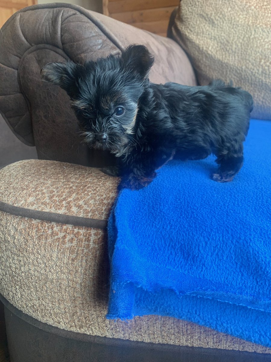 northeastpups's tweet photo. #northeastpups #northeastpup #pupsforsale #teddybearpuppy #morkie #teddy #westie #shihchon #yorkie #maltese #maltesemix #bichon #borkie #shorkie  #cavachon #cavalierxbichon #yorkiechon #bichonyorkie #bichonpoodle #tcup #micro #textforinfo (724) 730-7079 https://t.co/lal3U89K9e