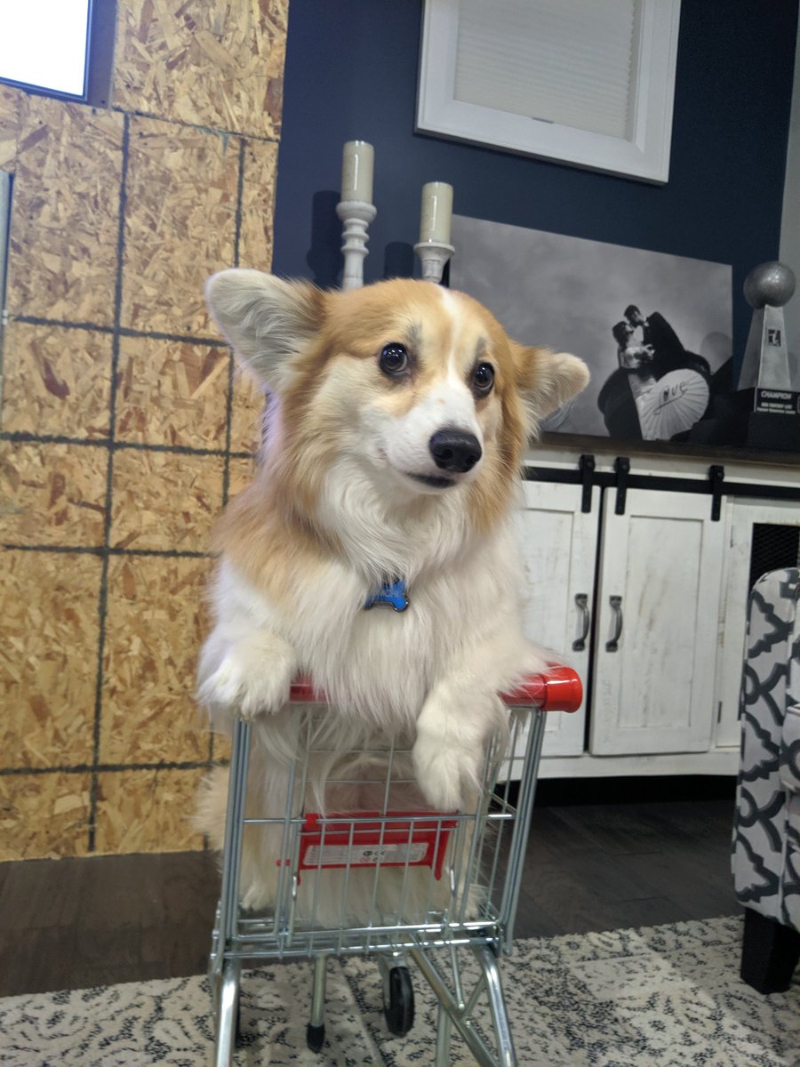 Shopper in Training 🚩🛒 
.
.
.
.
#corginacart #letsgoshopping #buymeallthetreats #corgi #barked #9gag #Kimchithecorgi