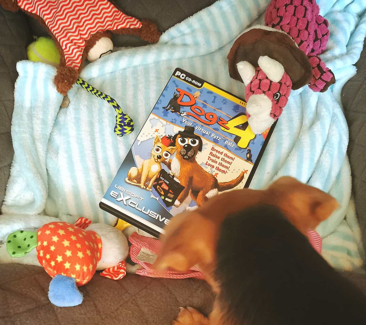 GamingAnthology's tweet photo. Dogz 4 released for the PC in 1999.
Enjoy your gaming 🎮.
#tbt #throwbackthursday #dogz4 #dogz #pcgaming #pcgamer #gamerpets #puppy #geekpets #gamer #gaming #retrogamer #retrogaming https://t.co/kzPL6lXuUo
