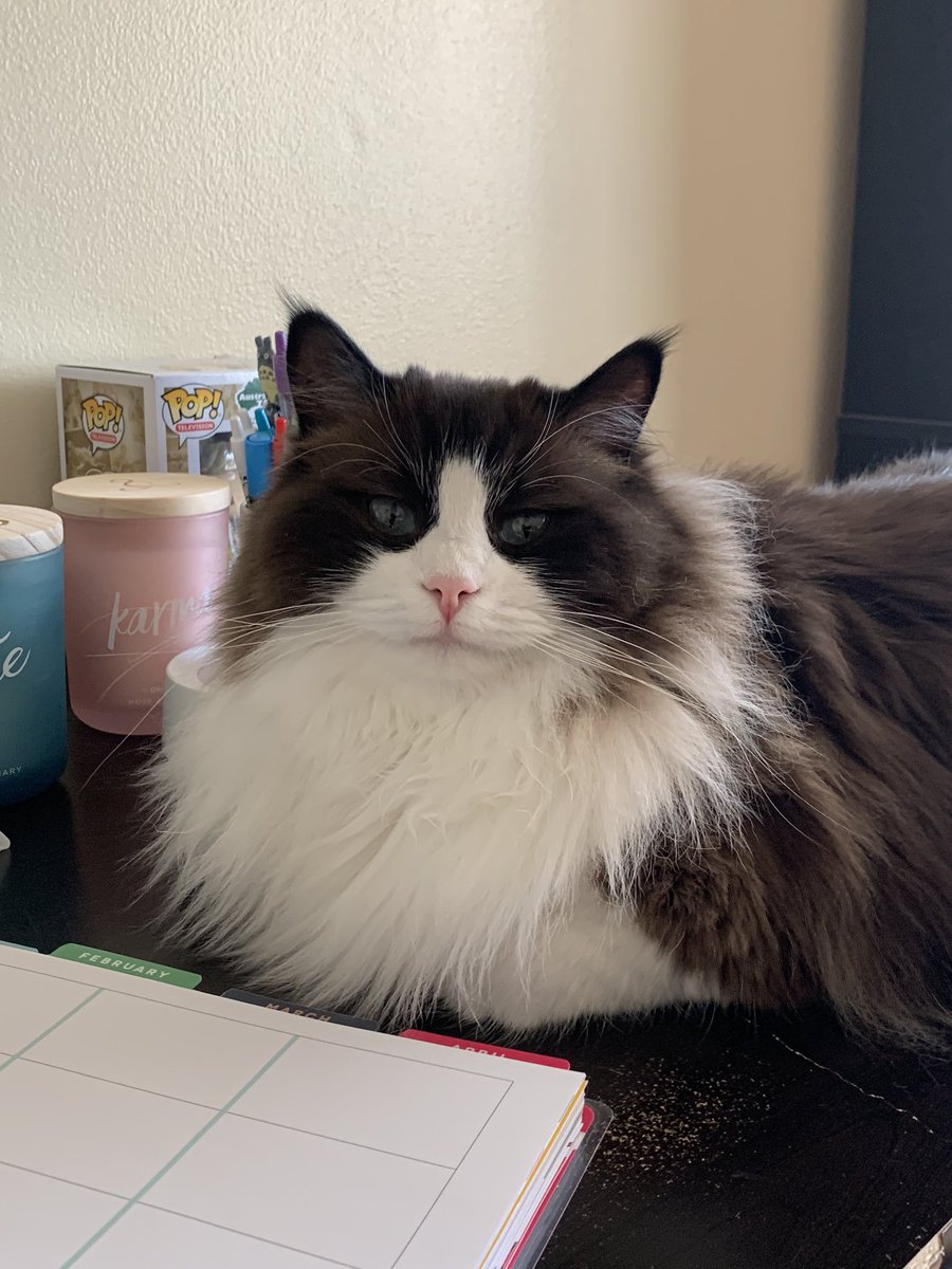 TheChloeClan's tweet photo. Mom is making me get a lion cut!!  How dare she??? https://t.co/dgFhuTVMmo