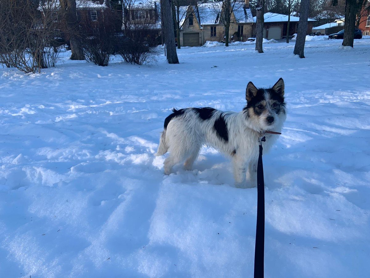 avrildeane's tweet photo. Find rescue dog Misha! She ran away from her new family this morning at Edinburgh and Wellington and must be terrified. @guelphlostpets https://t.co/cNm6N5ToU7