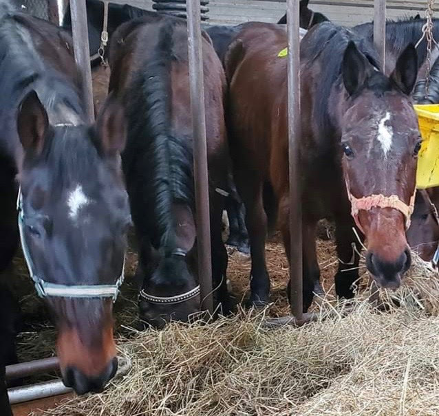 100+ Horses Set for Slaughter, Standardbreds Need Help! It’s a matter of a few days before more than 100 horses, now in Shippensburg, Pa., meet their horrific end at a Canadian slaughterhouse. The list of horses and other information visit AdoptaHorse.org Please donate