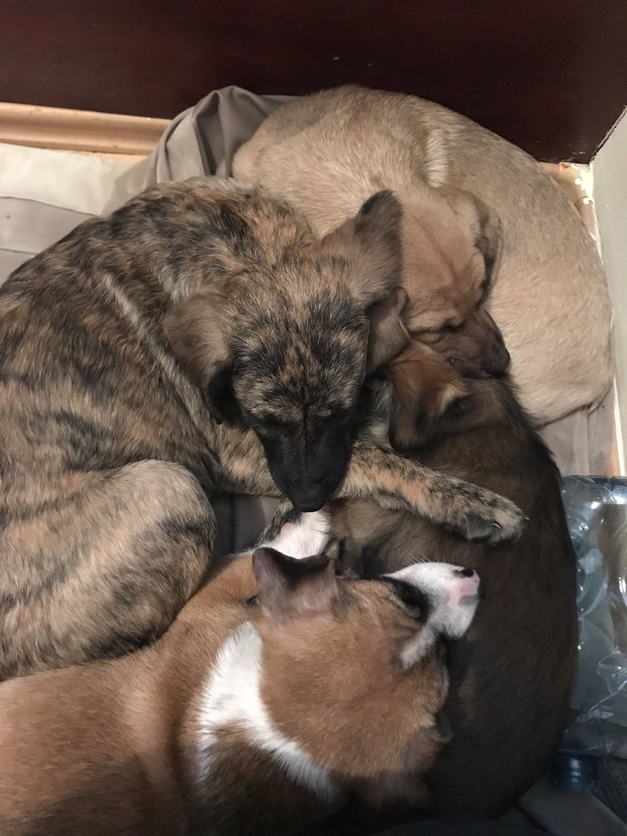 Adopt Don’t Shop tweet media