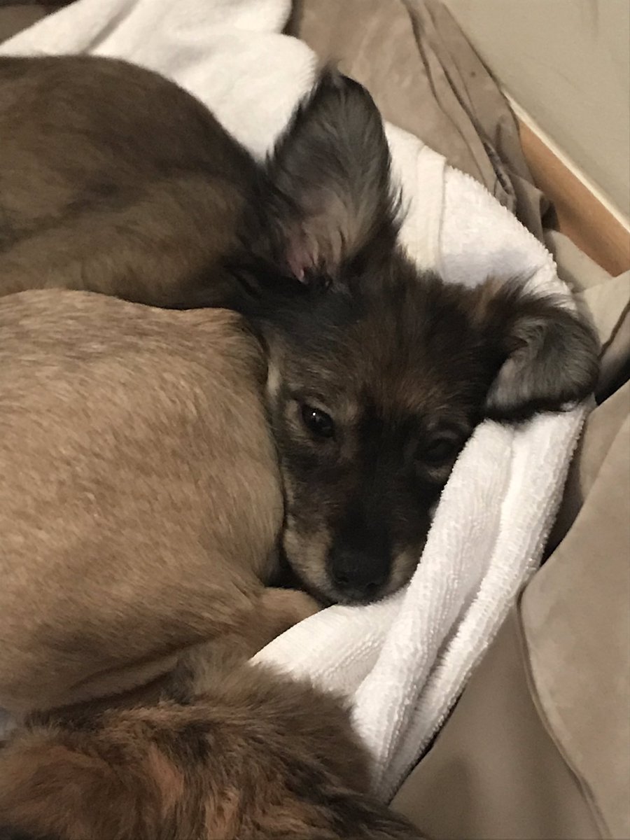 Adopt Don’t Shop tweet media