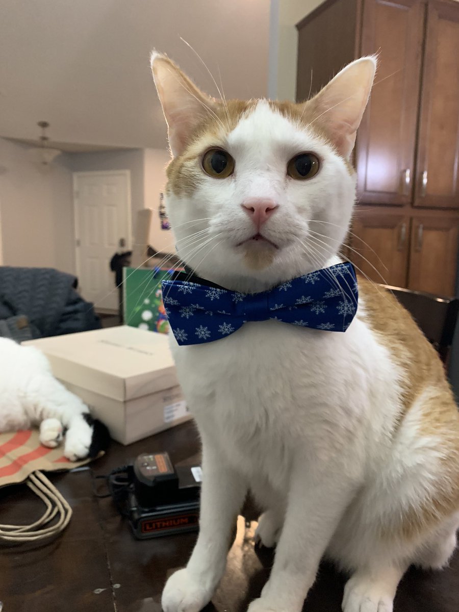 GangGreystone's tweet photo. Handsome Sir Oliver in his #bowtie. #CatsOfTwitter #orangeandwhitetabby #cats #catsofinstagram #olivergrey https://t.co/p52i0XMgZ2