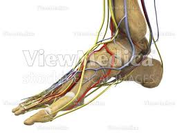 medical illustration of an ankle