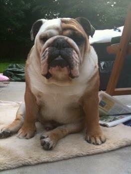 LisaLisaw1's tweet photo. π Please RT #FindScruncher #MissingDog 16.01.14 #Windsor #Berkshire #nevergiveup #microchipped #scanme #checkthatchip #missingsixyears #StopPetTheft #theftbyfinding π https://t.co/o0rfOnnRLh