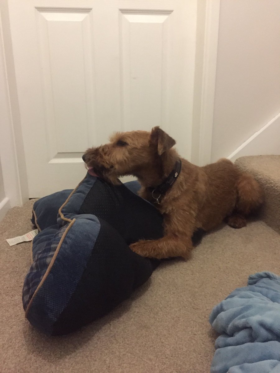 odin_great's tweet photo. I want to let everypawdy know I really love my mat! ❤️❤️ This mat has survived 6 months, much longer than stronger, more expensive mats. 🤔🤔 hard to explain why, I just loves it! #odinthematlover #Topmat #dogsoftwitter https://t.co/ELZwpxVBYE