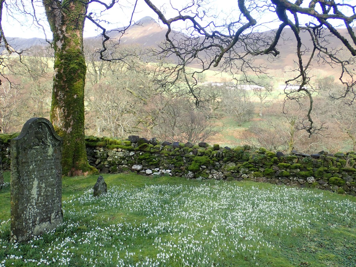 Snowdrops carpeting ground with gravestone and tree on left. Mossy wall across middle distance and fells in sun beyond