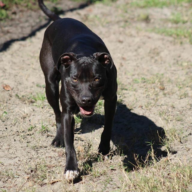 CityHumane's tweet photo. This is Nova! She's been here for a while and is looking for a home. She's a younger mixbreed with lots of energy and lots of love to give. Her golden eyes are absolutely stunning! Come meet her at the shelter!

And thank you to Gulf Coast Financial for … https://t.co/eeW6Pk0JSM https://t.co/cLYg37XYDN