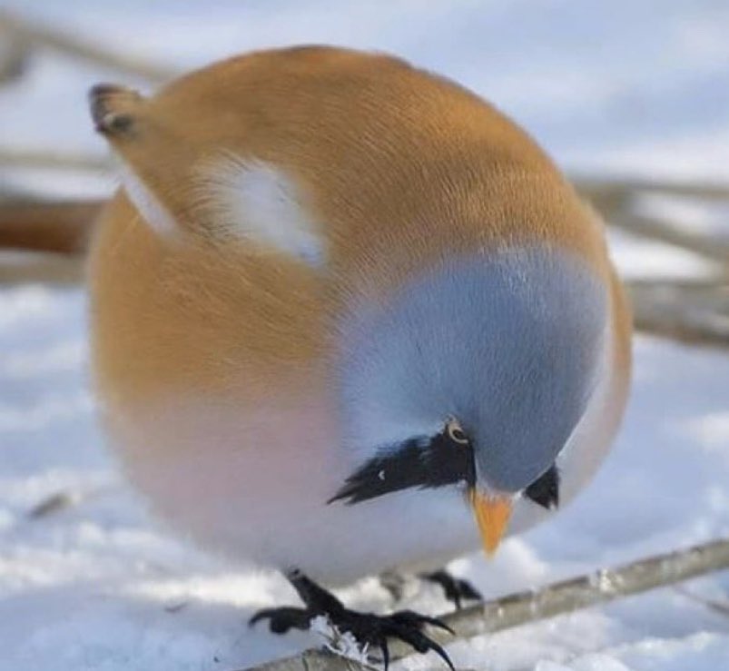 MosqueaHailey's tweet photo. Even though they are of least concern in terms of conservation status, I just thought I’d bless your feeds with this very round borb. #whatanabsoluteunit #roundboi #beardedtot #ees028 https://t.co/fREHJasuN5