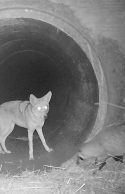 POSTLandTrust's tweet image. The #CoyoteBadgerBuddies love continues! 🐾🐺🦡 This poem about the dynamic duo was submitted by Rose Cheng.

Keep posting your #FanArt inspired by #CoyoteBadger!