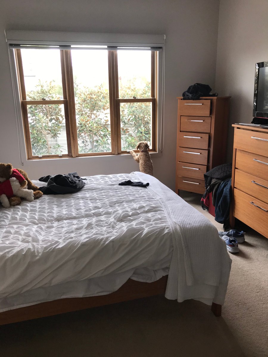 Hubert the Cavoodle is reaching up with his front paws on the window sill. He is looking out the window.