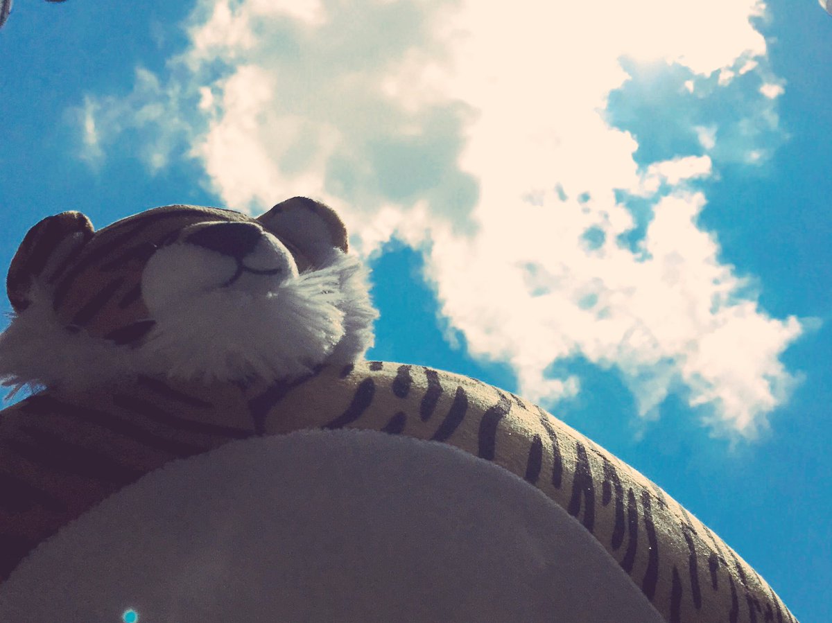 TinyHeadKingdom's tweet image. It’s hard sometimes to keep your feet on the ground, when your tiny head is in the clouds.

In fact, why bother trying. 

#tinyheads #thk #tinyheadedkingdom #twist