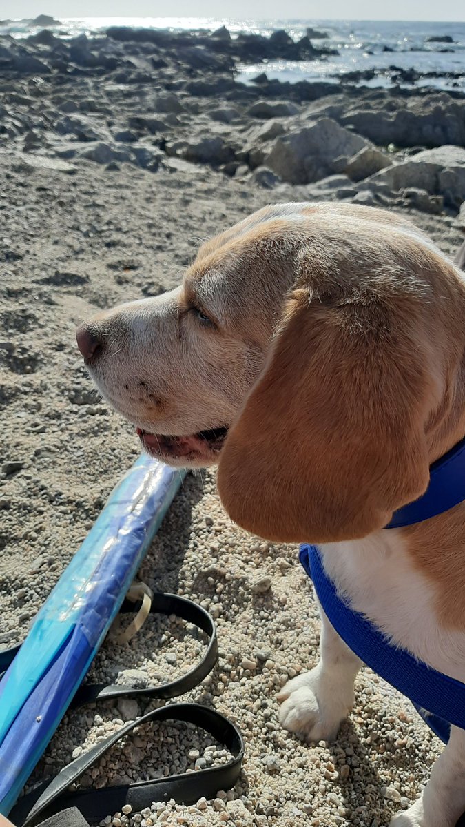 Tommy__Beagle's tweet photo. on the beach with my brothers 🐶 https://t.co/T08zQfF1VM