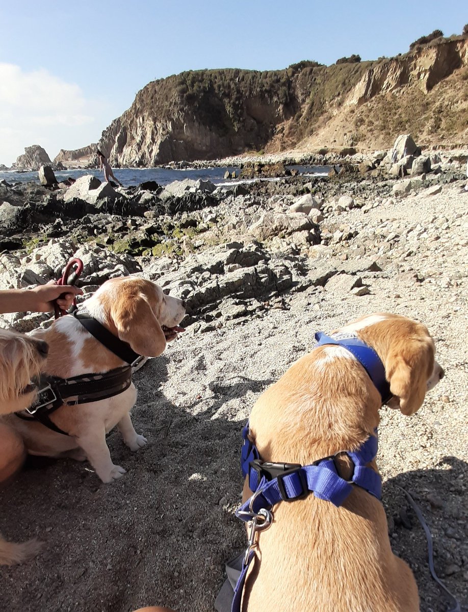 on the beach with my brothers 🐶