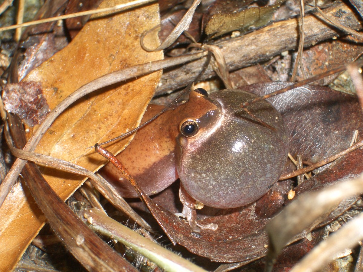 Amazing new research led by @britt__mitchell on the impact of urbanisation on the calls of a widespread tree frog. 

The national citizen science project @FrogID is already helping understand our unique frog species! Thank you all! <a href="/callaghanct/">Corey Callaghan</a> <a href="/unswbees/">UNSW Biological, Earth and Environmental Sciences</a>

australianmuseum.net.au/blog/amri-news…