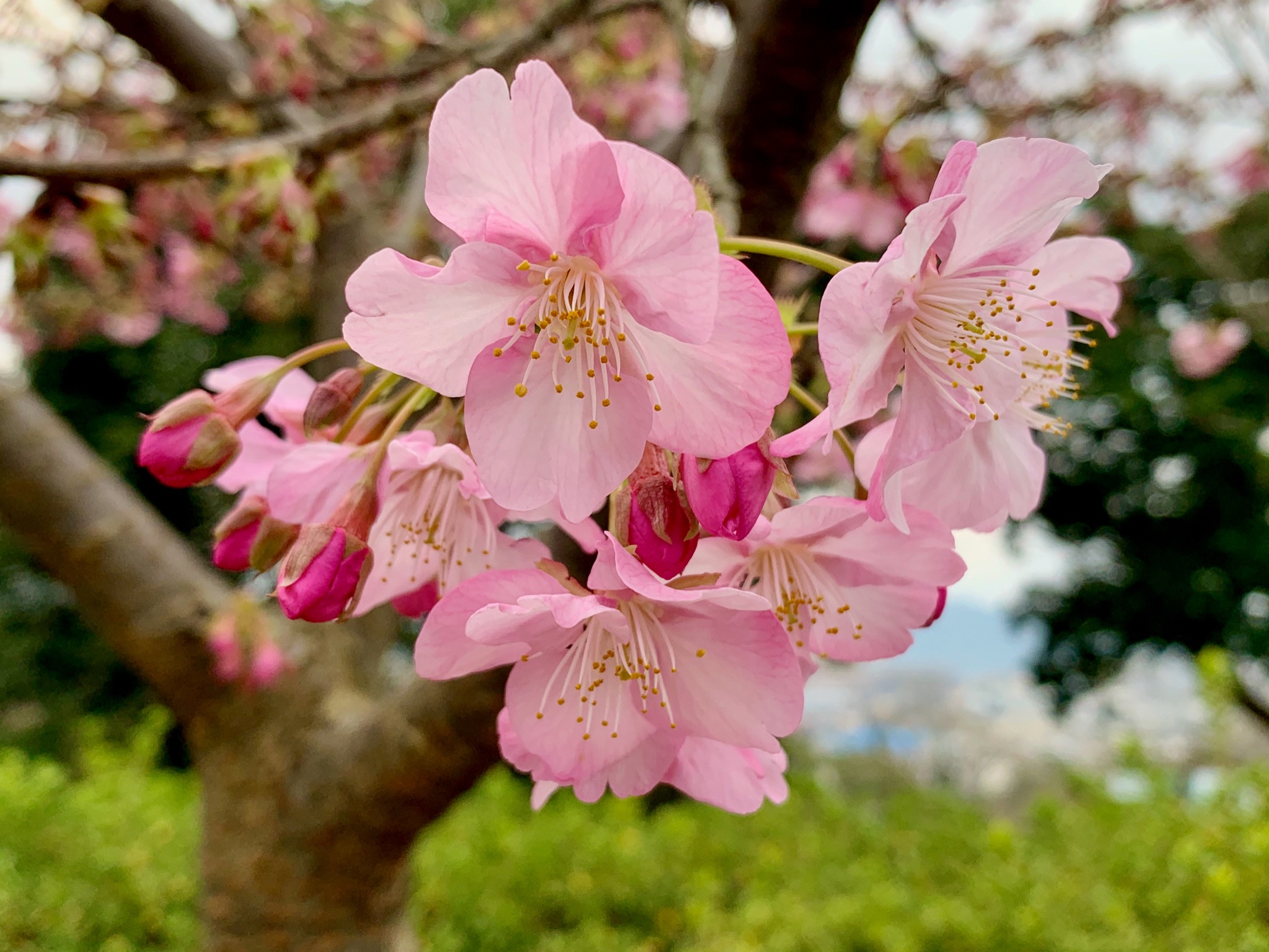 Cloudsailor 星羅の一日一花 カワヅザクラ 河津桜 咲き出す 別名ミナミザクラ 南桜 南伊豆の河津地方で1955年頃に発見された早咲きの品種 オオシマザクラとカンヒザクラの自然交配種といわれる バラ科サクラ属 Prunus Lannesiana Cv Kawazu