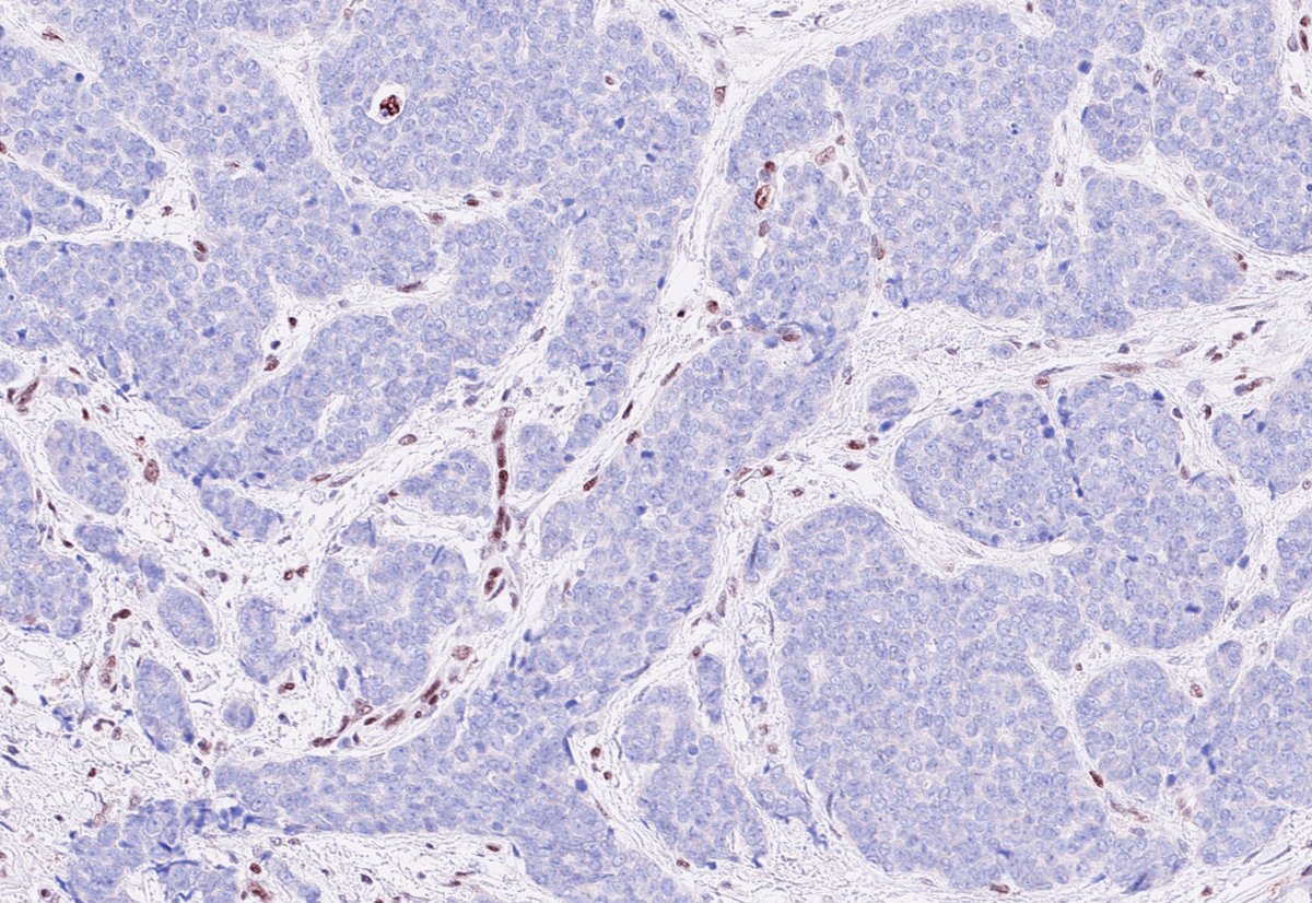 Olca Basturk tweet media