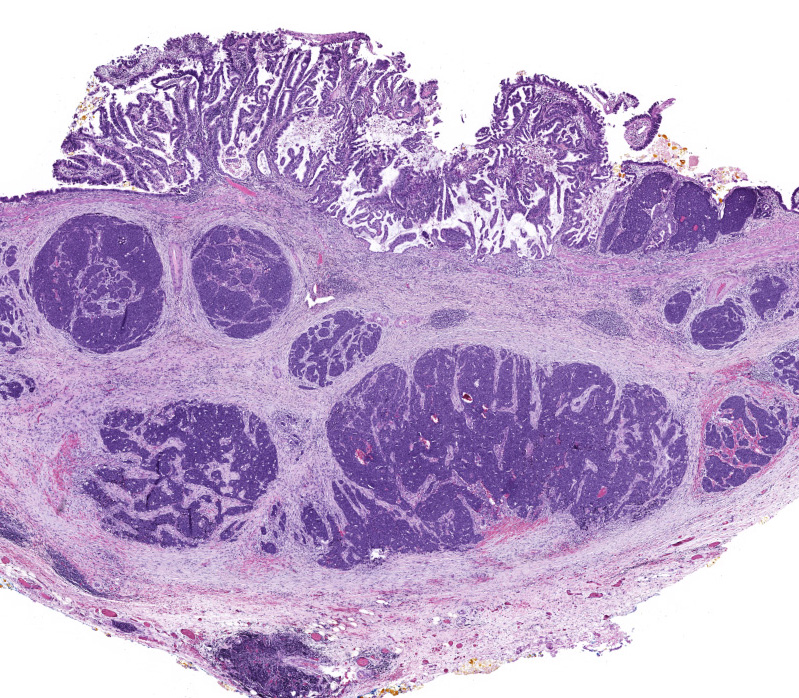 Olca Basturk tweet media