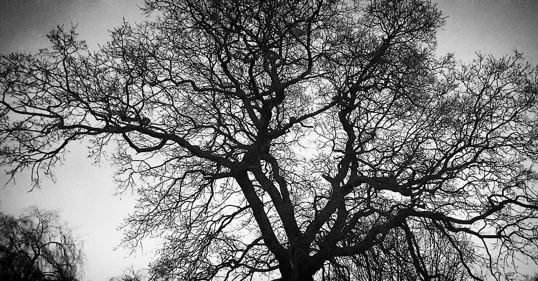 Photography_JCR's tweet photo. #SkeletonTrees #Skeletal #SkeletonTree in #Winter in #BlackAndWhite #Monochrome #Leafless #BlackAndWhitePhotography #BlackAndWhitePhoto https://t.co/nlit0lE72J