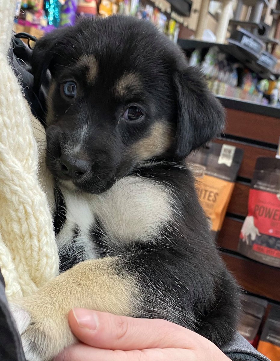 UpwardDogYoga's tweet photo. This Saturday, Feb 8th we are having two Puppy Yoga classes at our studio. 

Four adorable puppies will be waiting for you at 4:30 and 6:30 PM. 

$40 plus HST per person. Money will be donated to Rocky Road Rescue https://t.co/9nKNT6q9d9