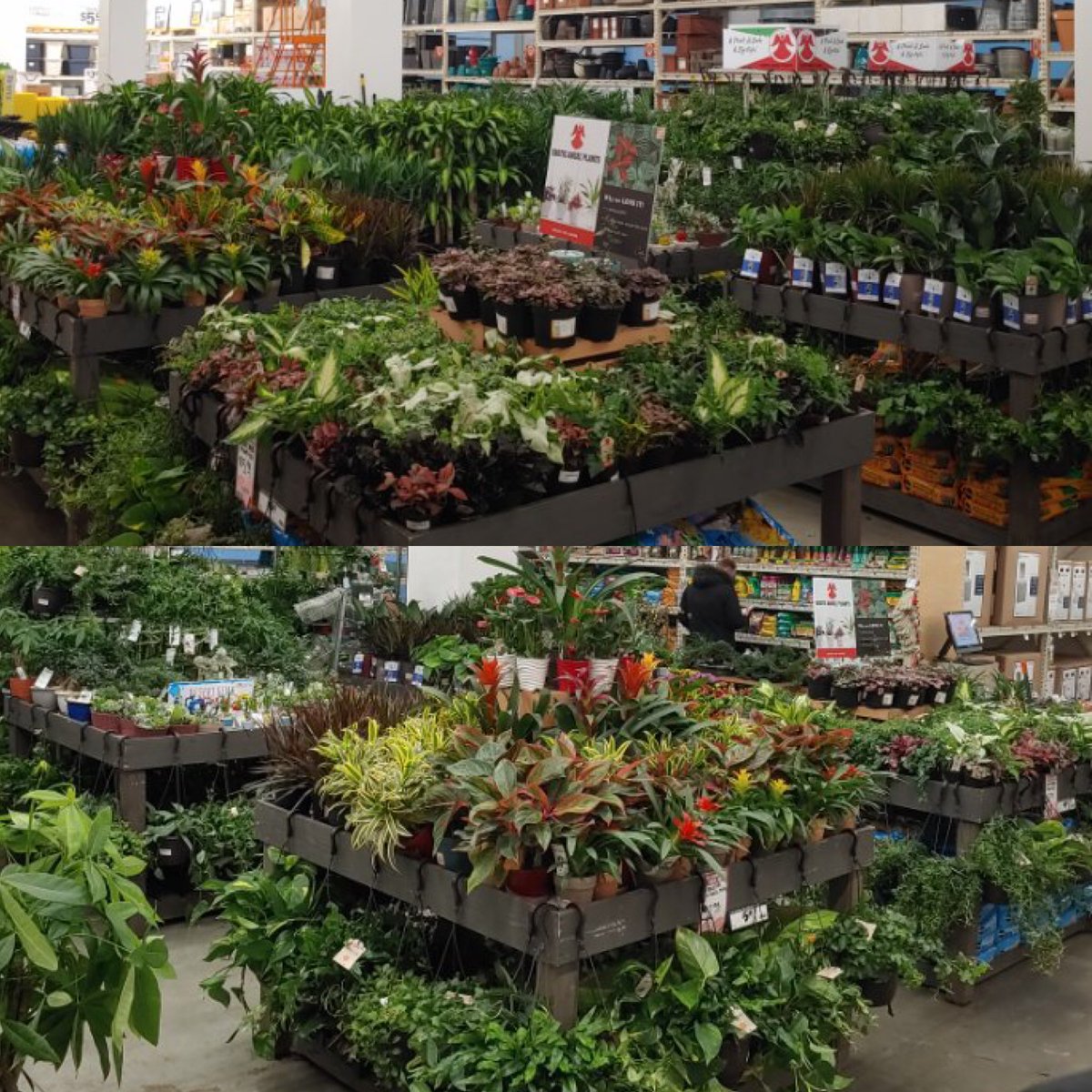 HD1976 set and ready! #foliage