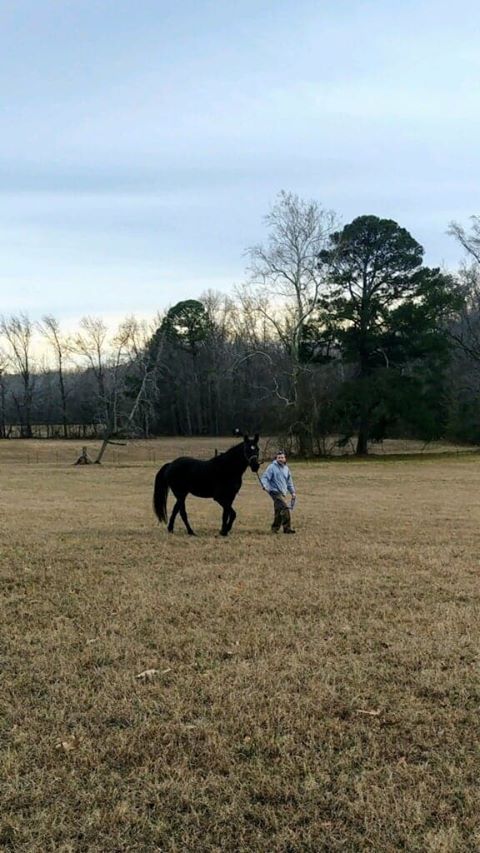 HorsesSaves's tweet image. Congratulations to Midnight Star and her new forever family! We couldn't be more pleased with the match!