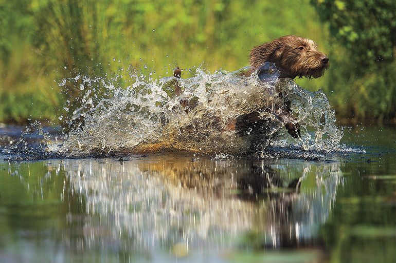 GunDogMag's tweet photo. The Pudelpointer is a natural on both land and in the water. Learn more about the breed here: https://t.co/1gMOVji5qG #gundogmagazine https://t.co/6lDxIWFNFg