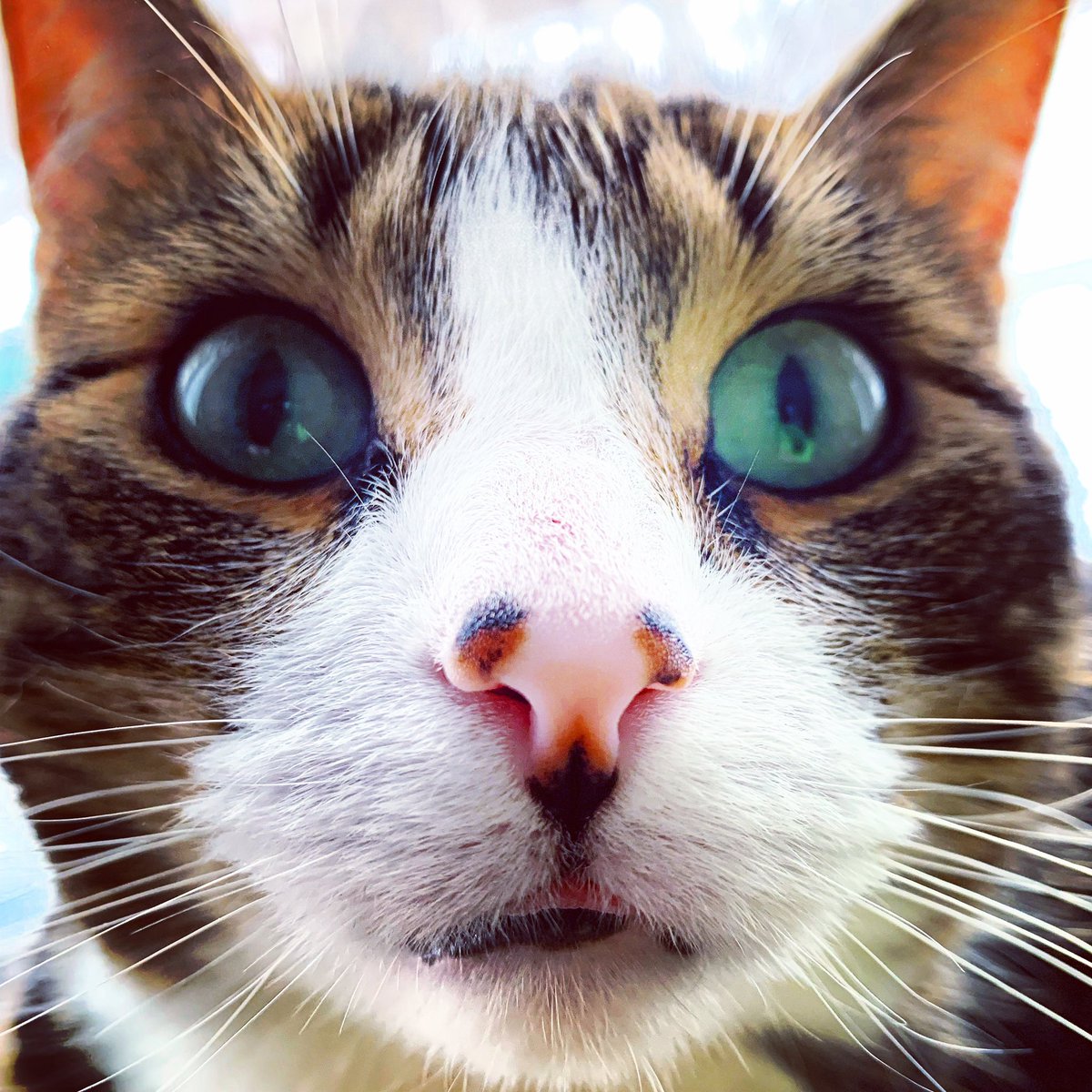 ShanHowls's tweet photo. @catsofinstagram up close and personal #catsofinstagram  #twitterweek https://t.co/yiX7UYUGGp