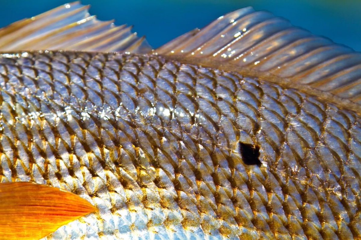 BassProShops's tweet photo. Name this fish! Wrong answers only. https://t.co/ibT7bu0YUD